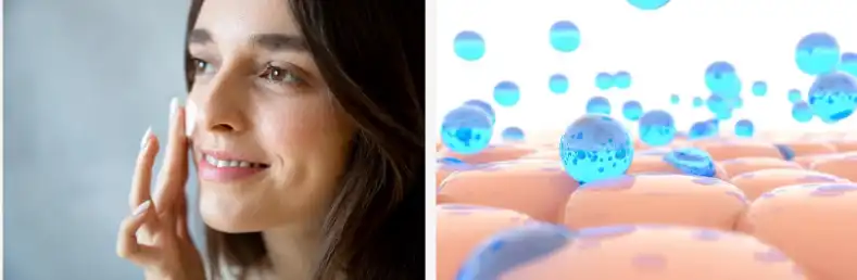 Lithospermum extract Lithospermum extract