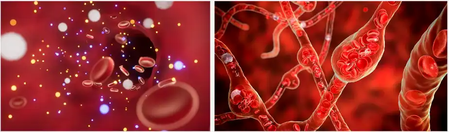 panax notoginseng extract panax notoginseng extract