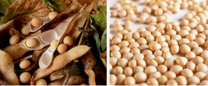 Soybean Phosphatidylcholine Powder Soybean Phosphatidylcholine Powder