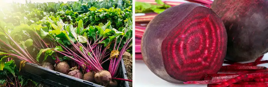 Anhydrous Betaine Powder Anhydrous Betaine Powder