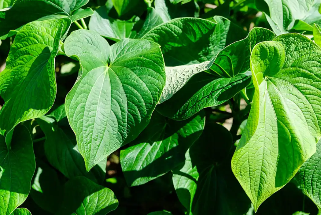 Kavalactone Powder Kavalactone Powder