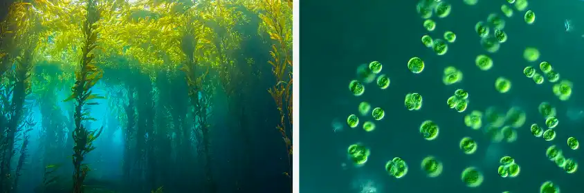 Pure Seaweed Extract Pure Seaweed Extract