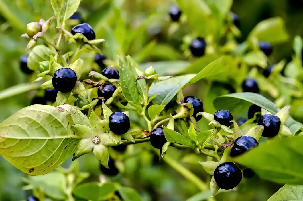 Belladonna Herbal Extract Belladonna Herbal Extract