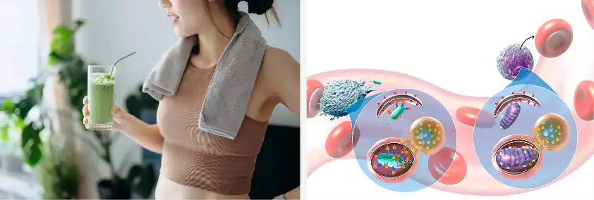 Terpinen-4-ol Terpinen-4-ol