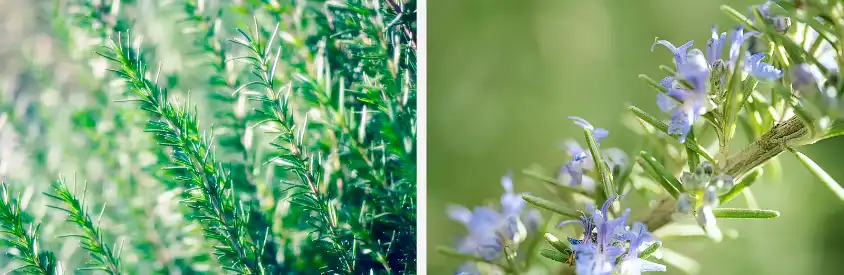 Carnosic acid powder Carnosic acid powder