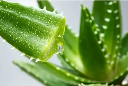 Bulk Aloe Extract Powder Bulk Aloe Extract Powder