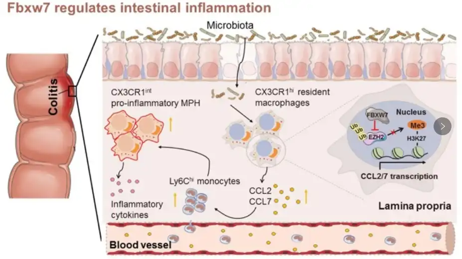 Bulk Aloe Extract Powder Bulk Aloe Extract Powder