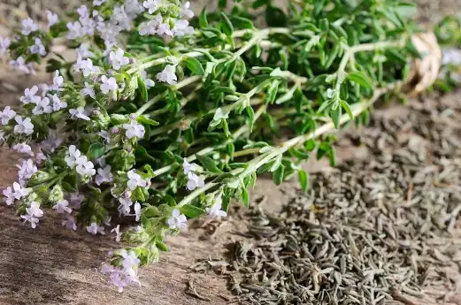 Pure Thyme oil Pure Thyme oil