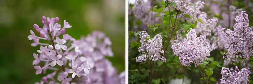 Clove Oil Supplier Clove Oil Supplier