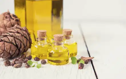 Pine Extract Oil Pine Extract Oil