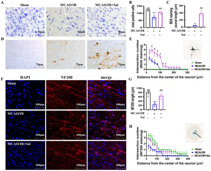 Salidroside powder Salidroside powder