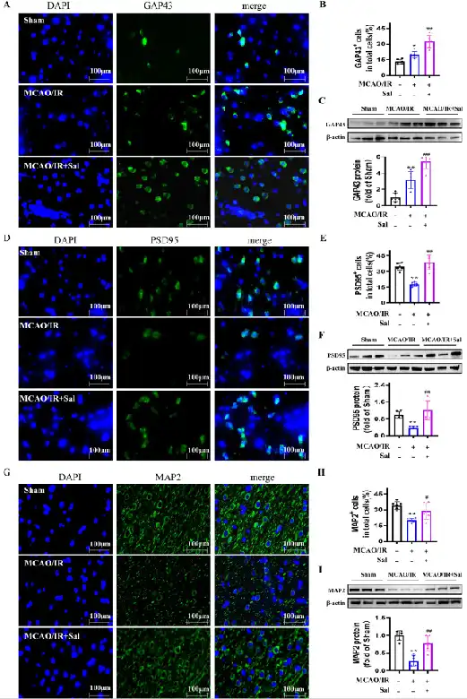 Salidroside powder Salidroside powder