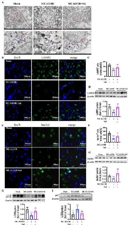 Salidroside powder Salidroside powder
