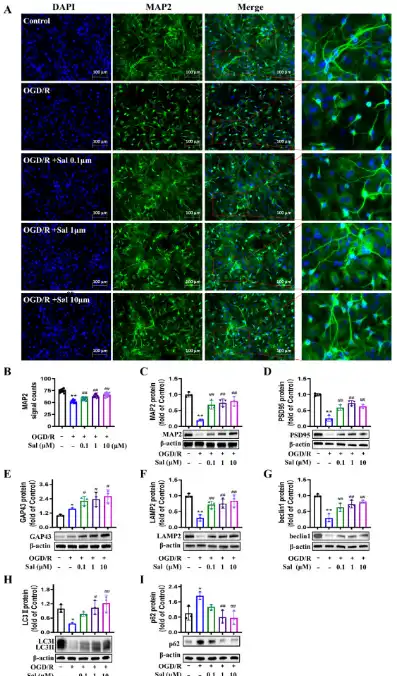 Salidroside powder Salidroside powder