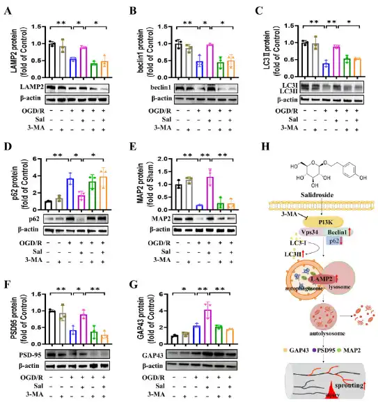 Salidroside powder Salidroside powder