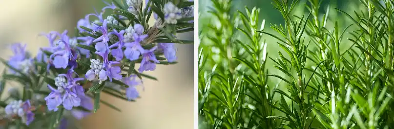 Pure rosemary essential oil Pure rosemary essential oil