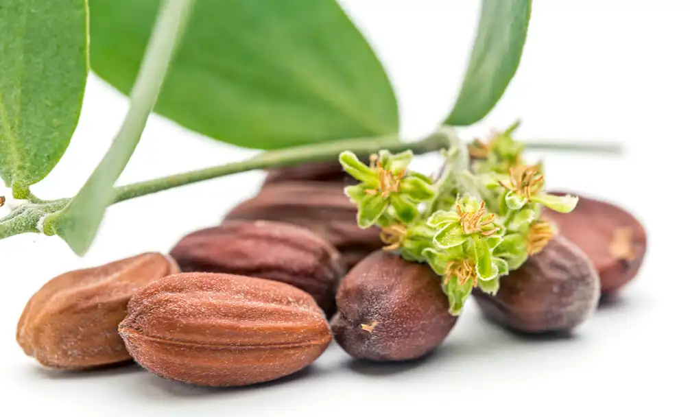 Jojoba oil Jojoba oil