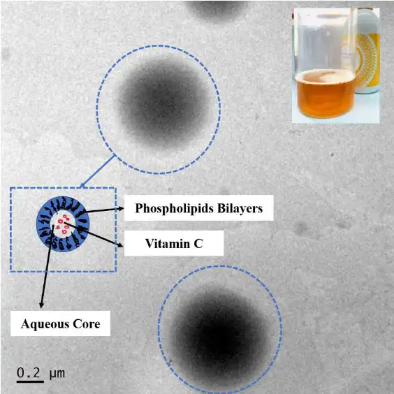 Liposomal Vitamin C Powder Bulk