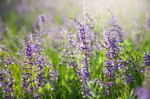 Sclareolide Sclareolide