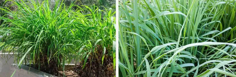Lemongrass Extract Oil