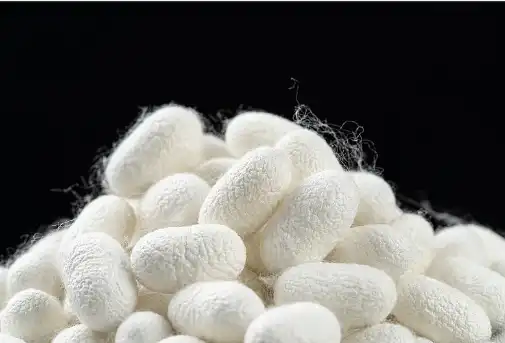 Sericin powder Sericin powder