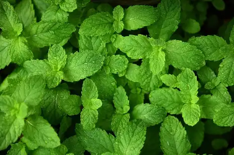 Peppermint Hydrosol Peppermint Hydrosol