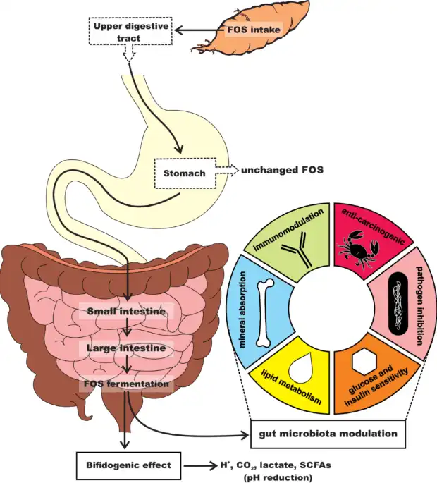 Bulk Fructooligosaccharides Powder Bulk Fructooligosaccharides Powder