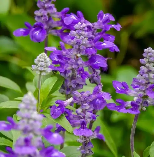 Sclarea lactone powder Sclarea lactone powder