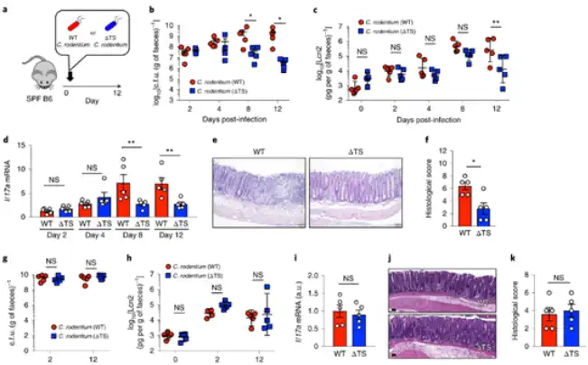 L-serine powder L-serine powder