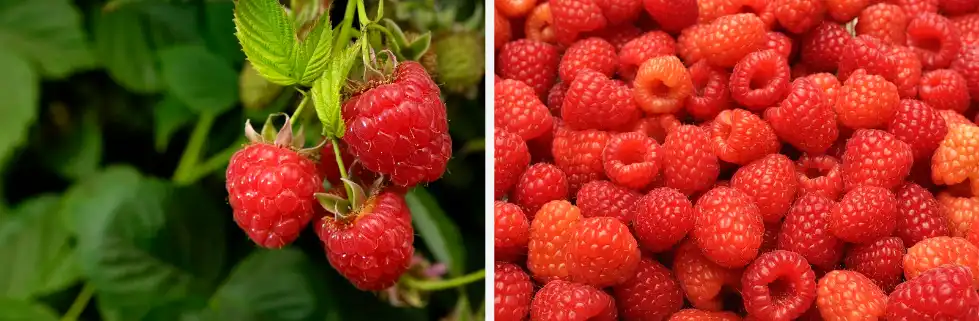 Raspberry powder Bulk Raspberry powder Bulk