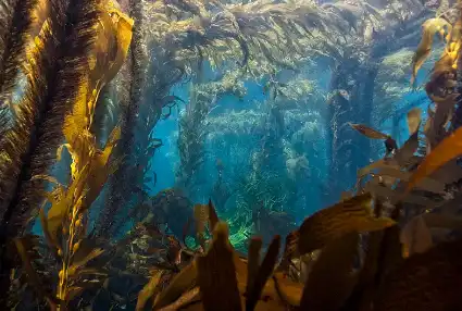 Alginic acid powder Alginic acid powder