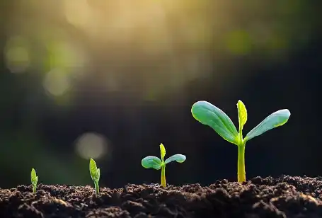 Alginic acid powder Alginic acid powder