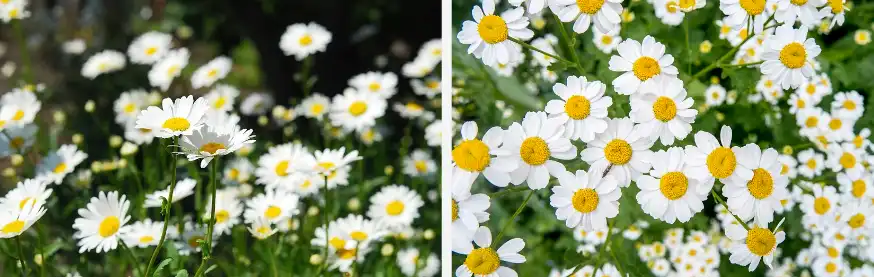 Chamomile extract powder Chamomile extract powder