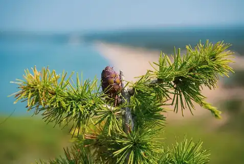 Dihydroquercetin Dihydroquercetin