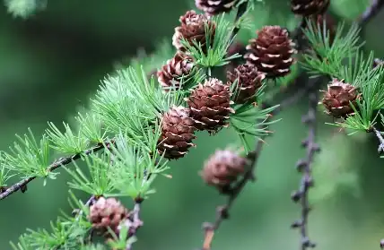 Dihydroquercetin Dihydroquercetin