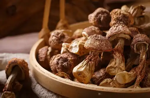 Agaricus blazei Murrill Extract Agaricus blazei Murrill Extract