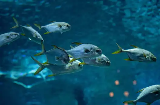 fish collagen fish collagen