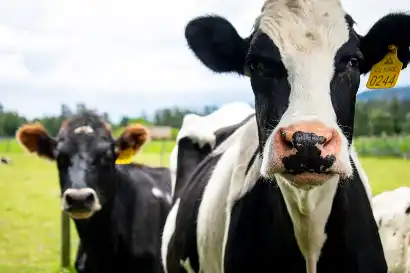 Bovine Collagen Bovine Collagen