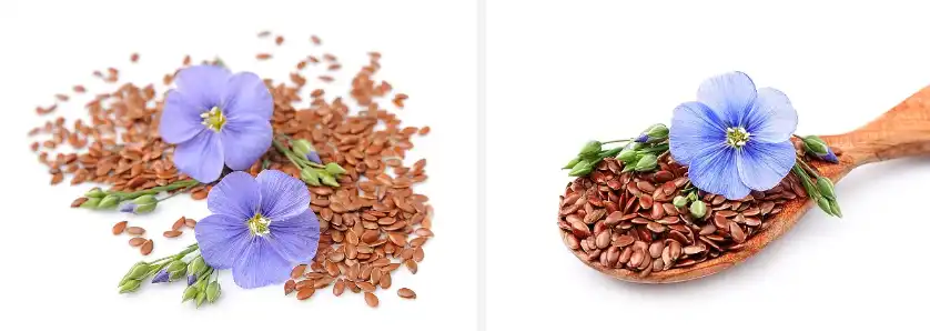 Flaxseed extract powder Flaxseed extract powder