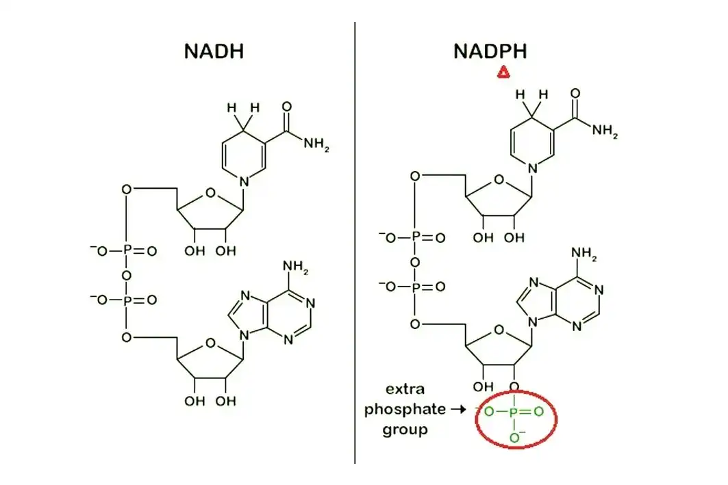 NADPH Powder NADPH Powder