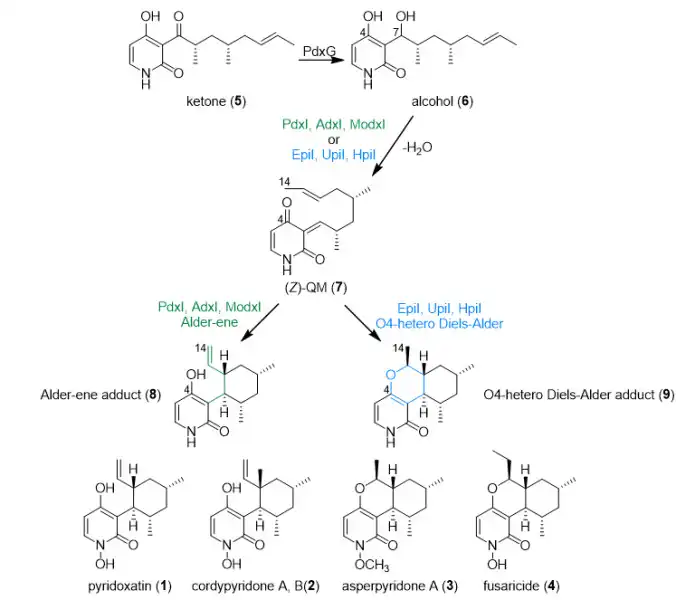 NADPH Powder NADPH Powder