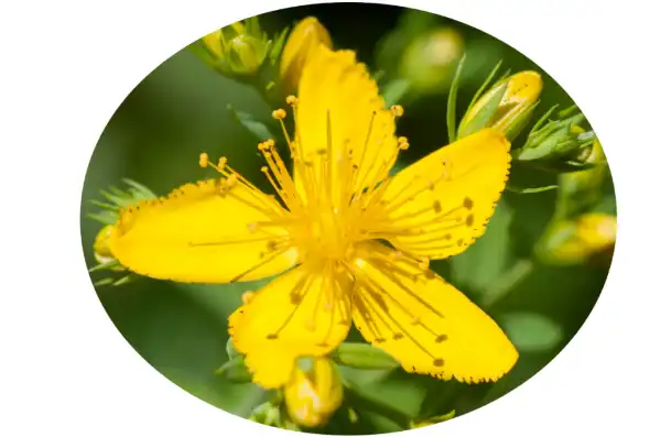 Hypericum Perforatum Extract Powder Hypericum Perforatum Extract Powder