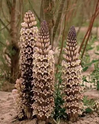 Cistanche Tubulosa Extract Powder