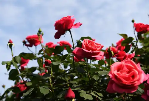 Rose petal powder bulk Rose petal powder bulk