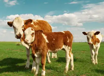 Bovine collagen Bovine collagen