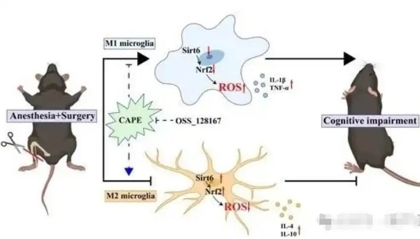 Phenethyl caffeate Phenethyl caffeate
