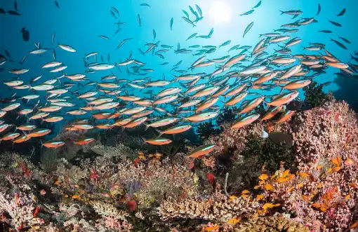 fish collagen fish collagen