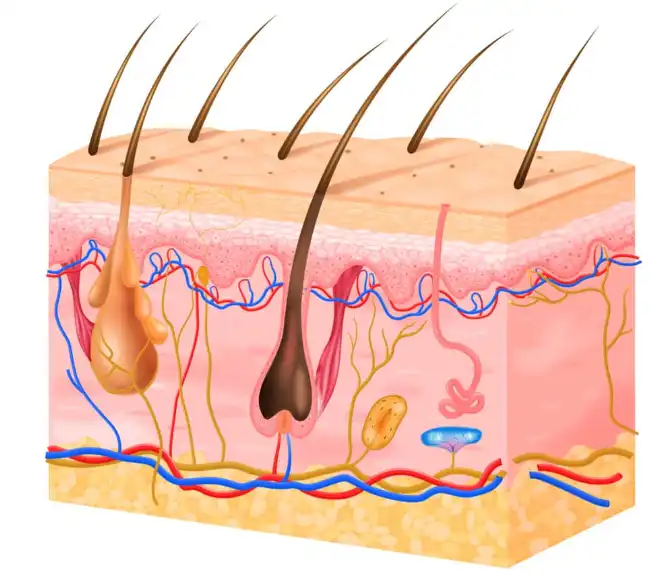 Copper Pyrrolidone Carboxylate Copper Pyrrolidone Carboxylate
