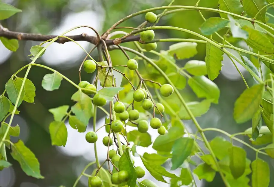 Azadirachtin powder Azadirachtin powder