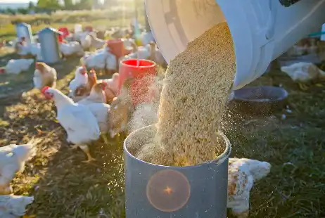 Carophyll Yellow Powder Carophyll Yellow Powder